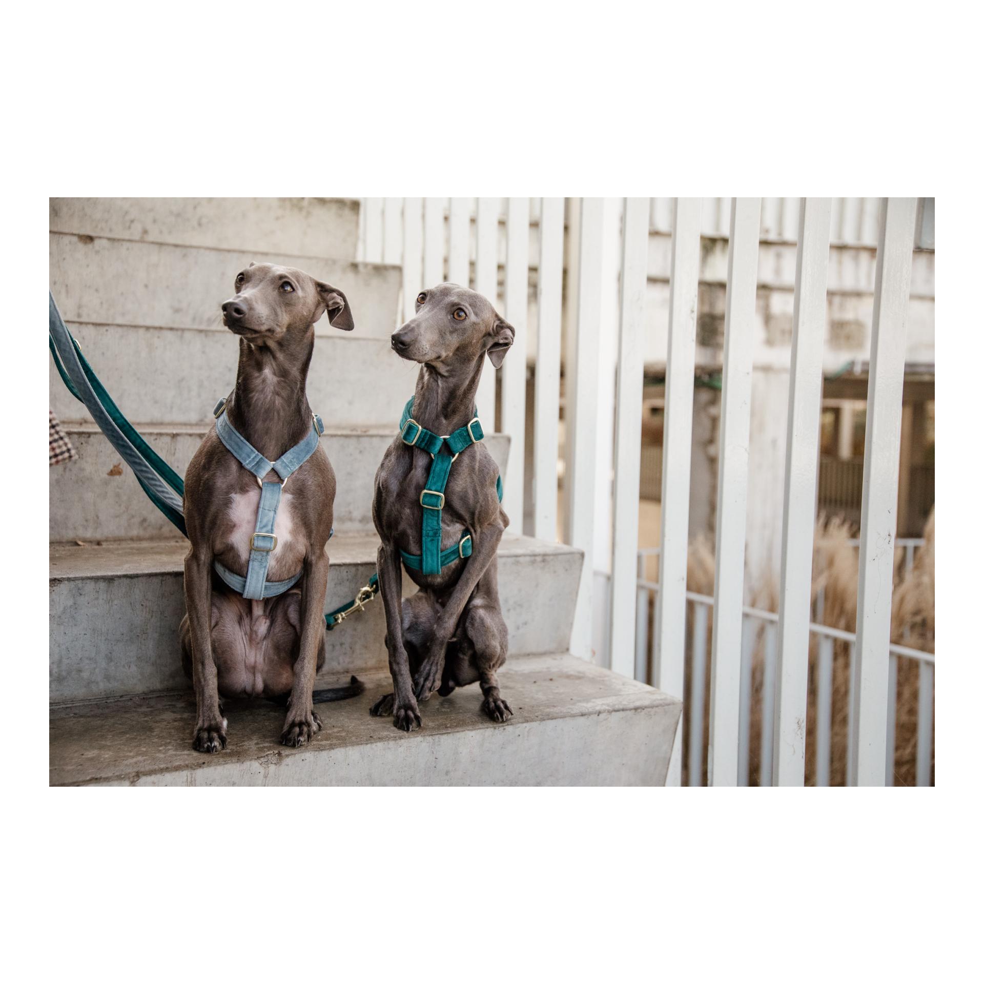 Hundegeschirr Loop Velvet - light blue