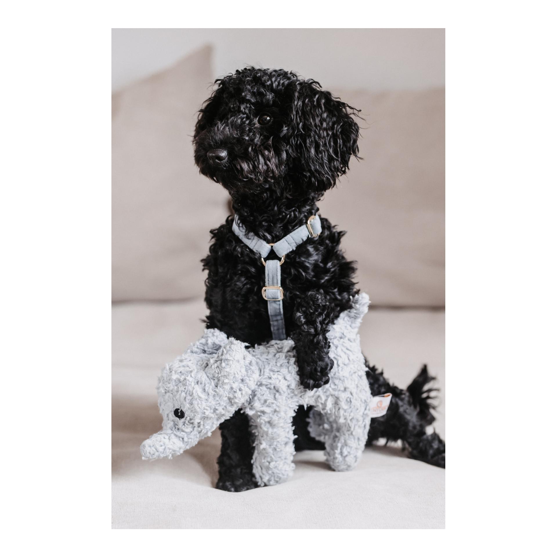 Hundegeschirr Loop Velvet - light blue