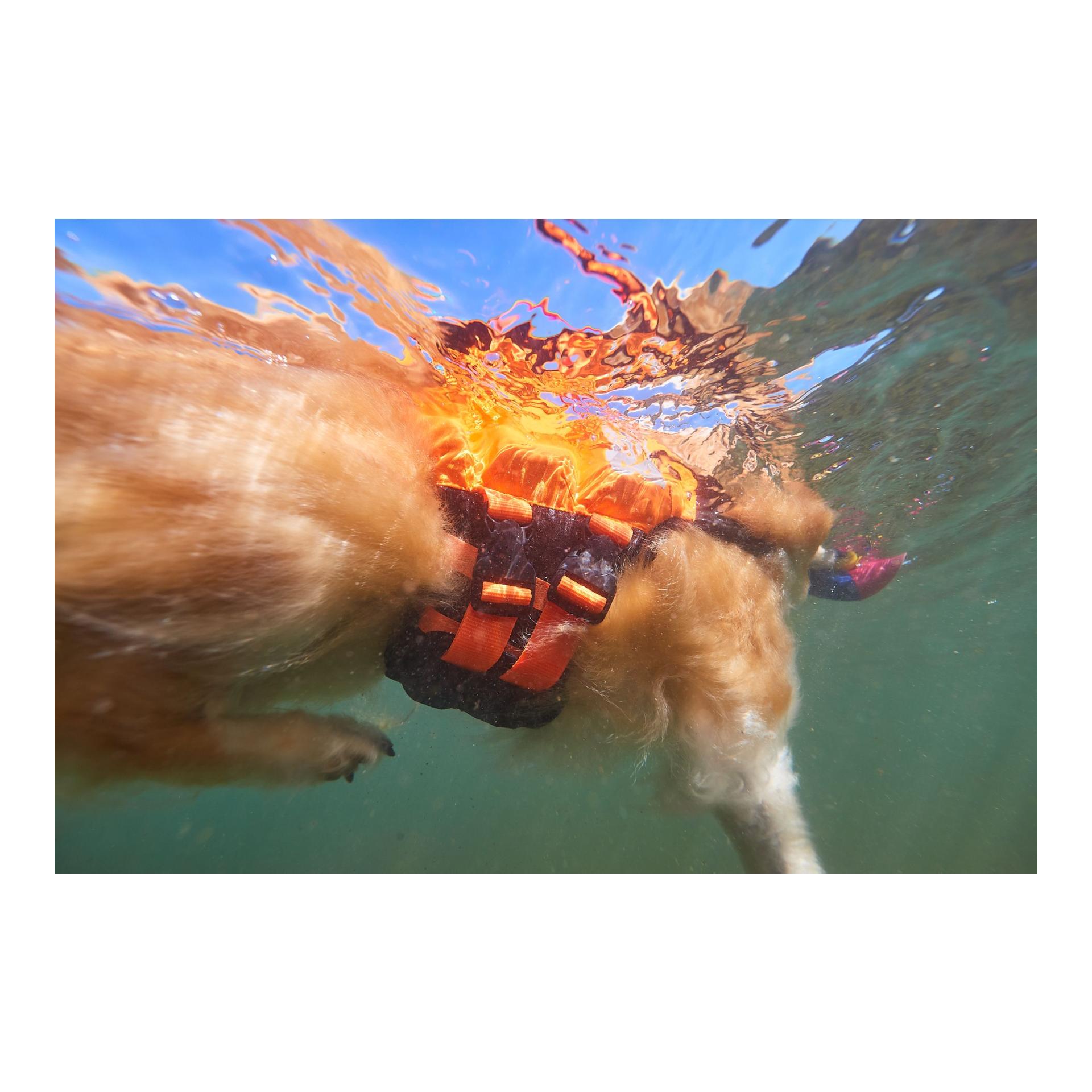 Protector Life Jacket Hundeschwimmweste