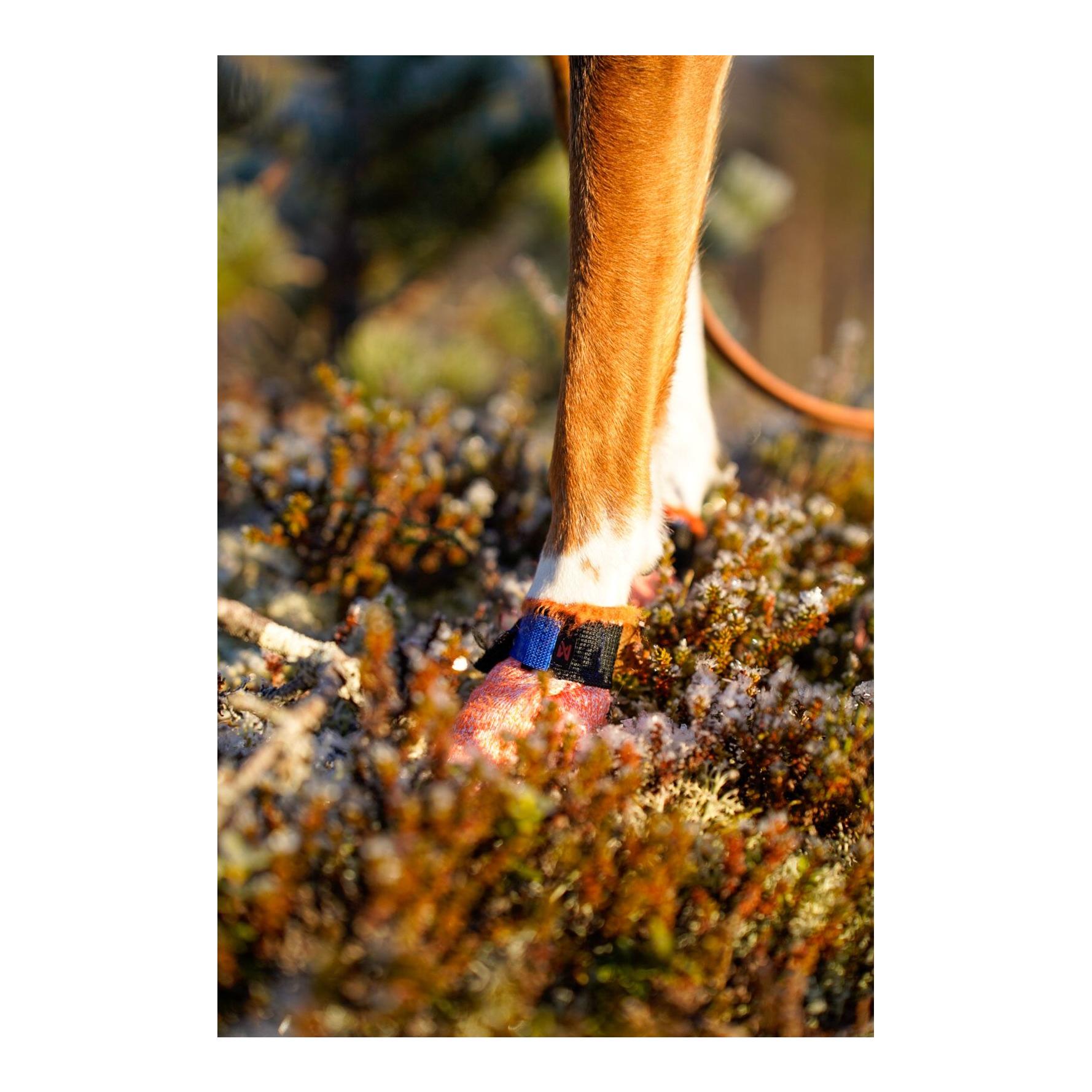 Non-stop Dogwear Protector Light Socks Hundeschuhe