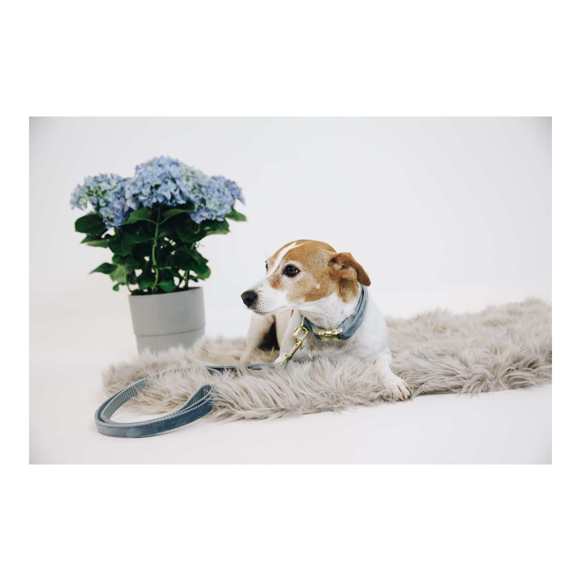 Kentucky Dogwear Hundehalsband Velvet - light blue