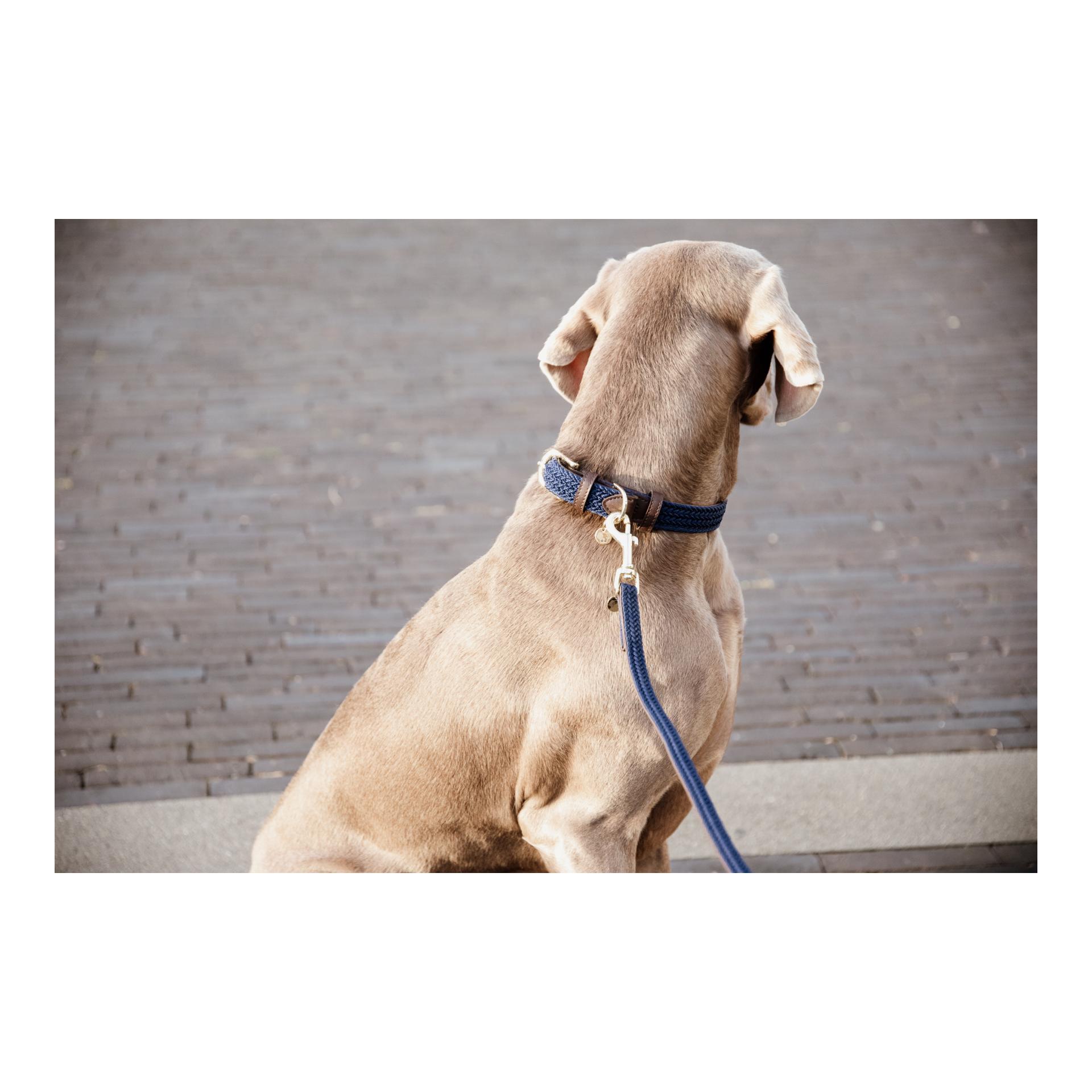 Kentucky Dogwear Hundehalsband Nylon geflochten