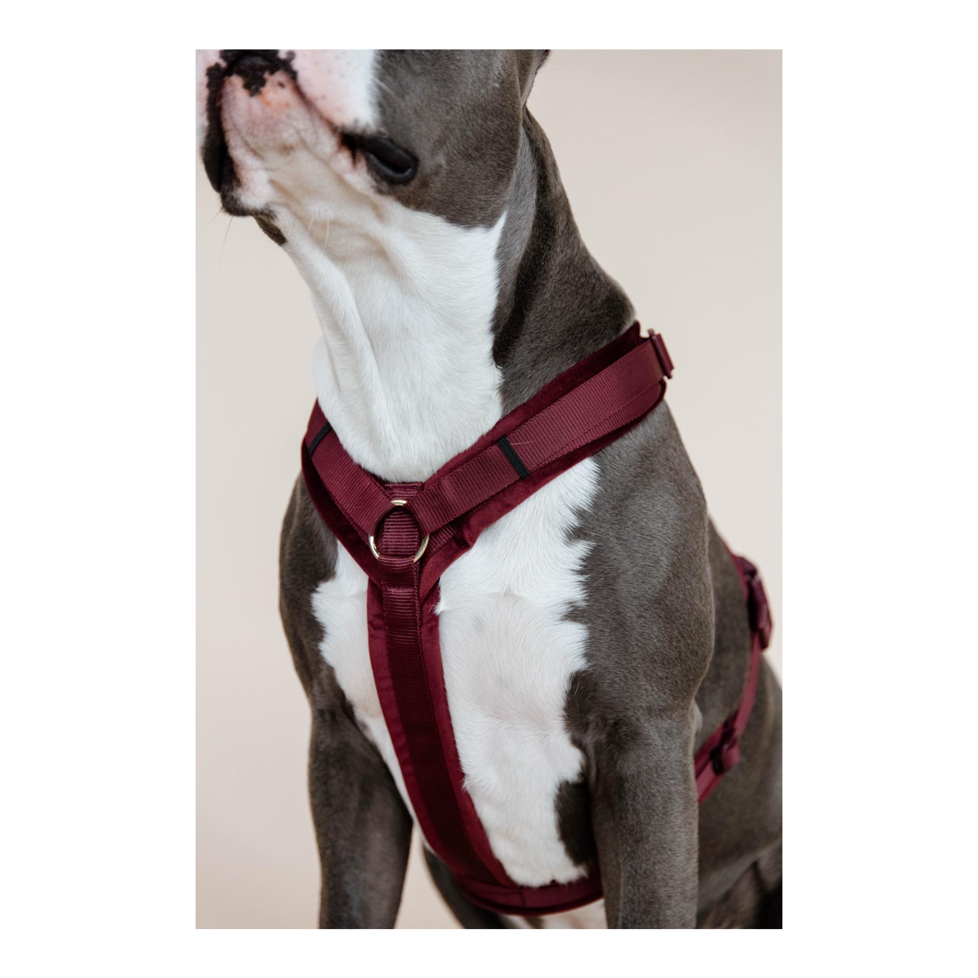 Hundegeschirr Active Velvet