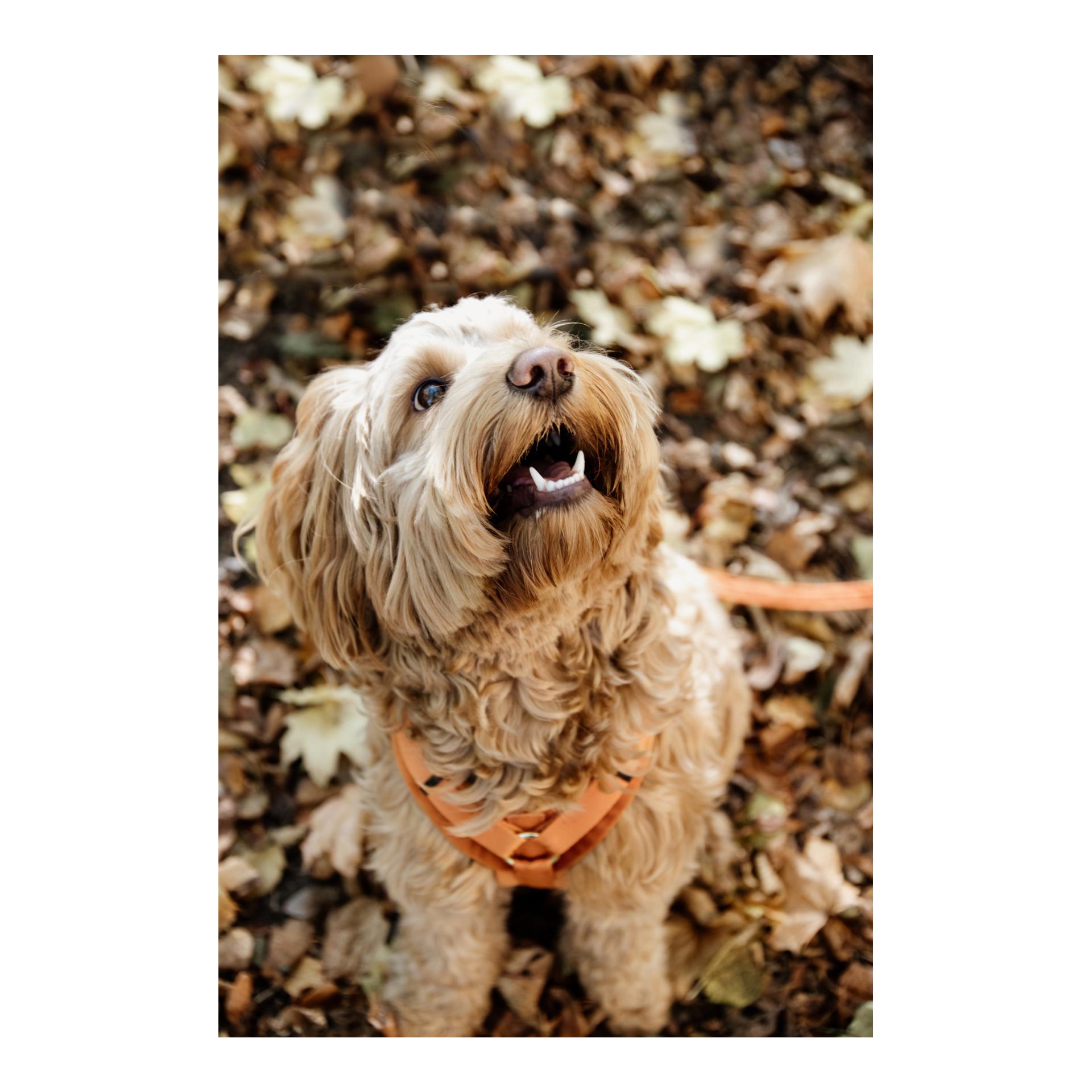 Hundegeschirr Active Velvet