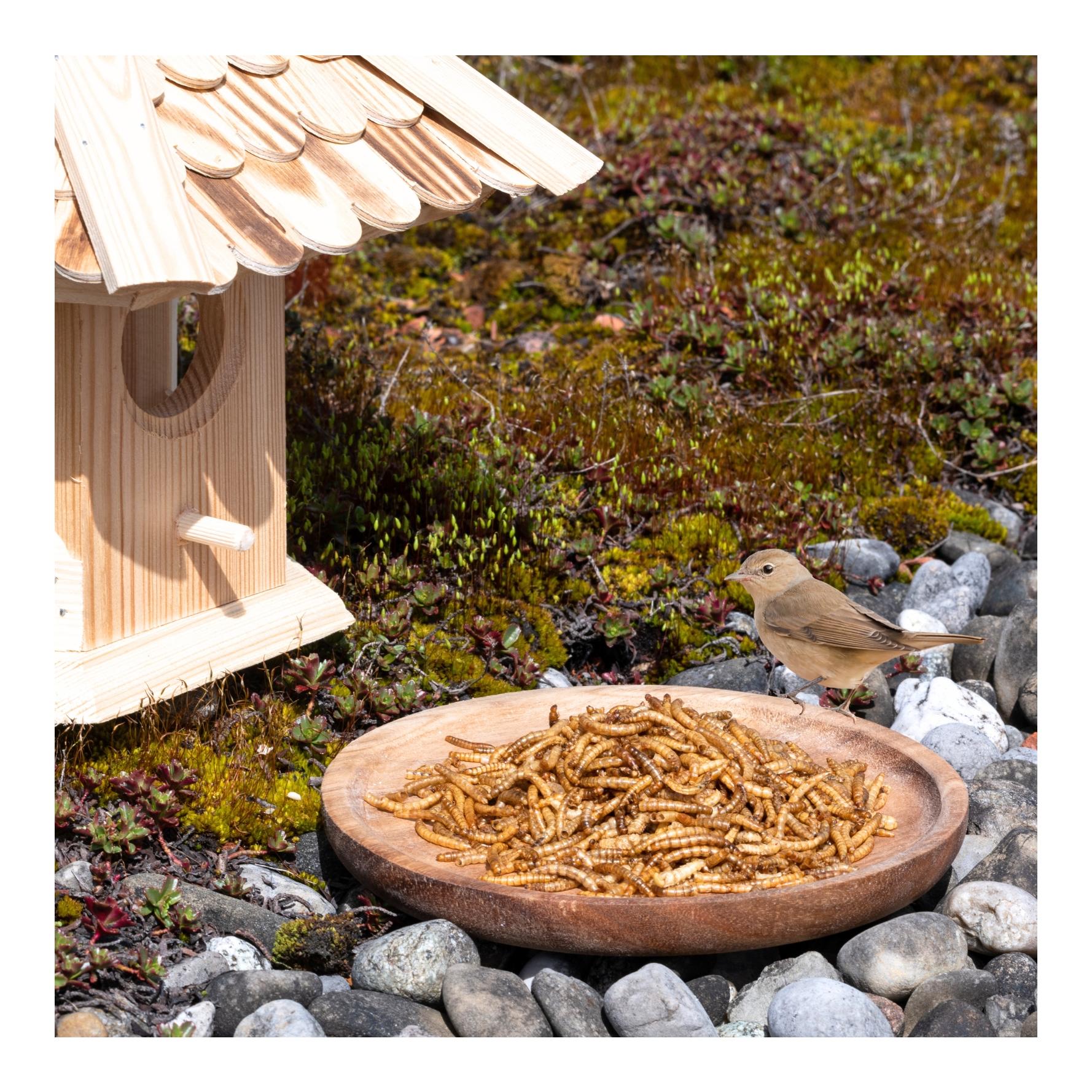 Mehlwürmer getrocknet