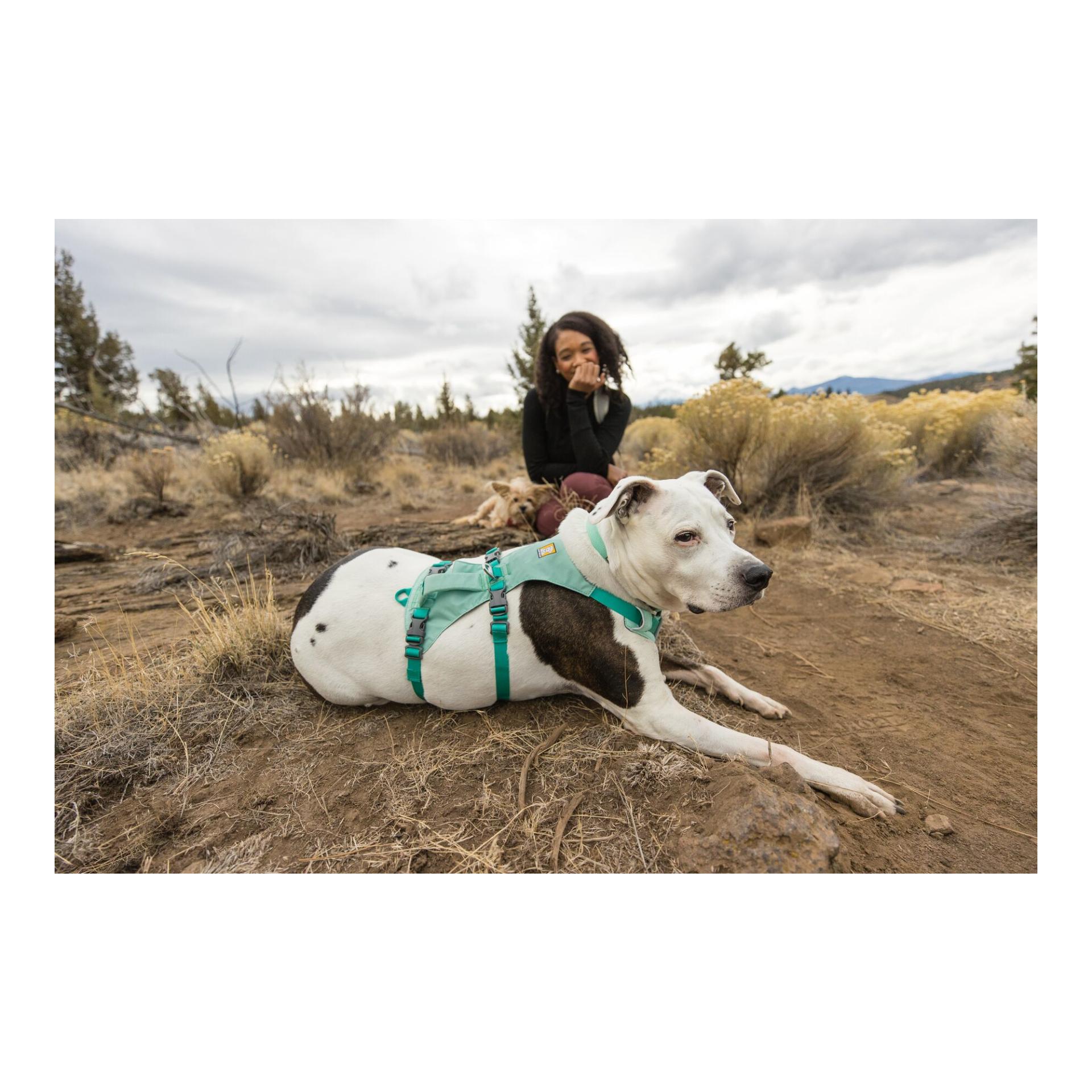 Flagline™ Hundegeschirr