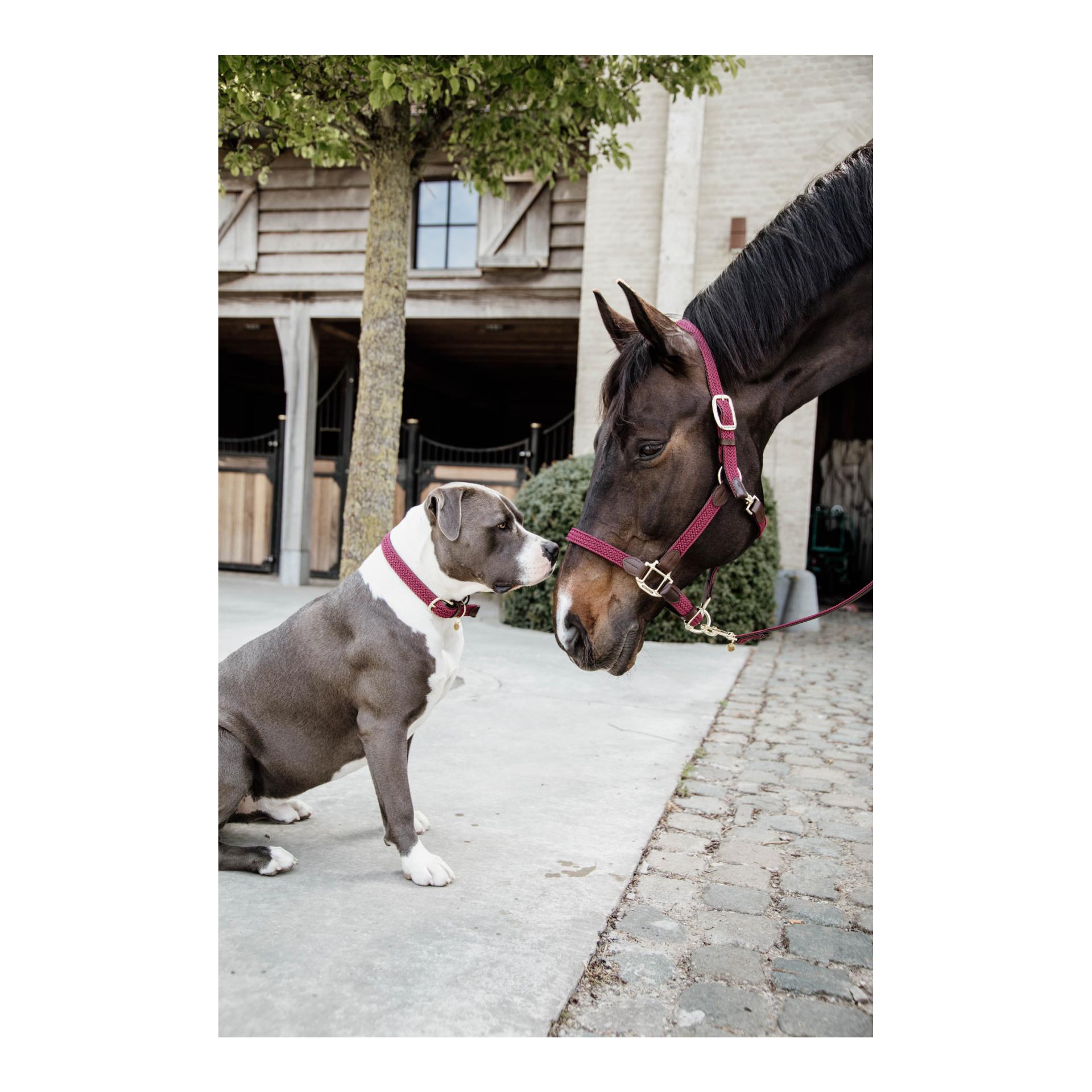 Hundehalsband Nylon geflochten - bordeaux