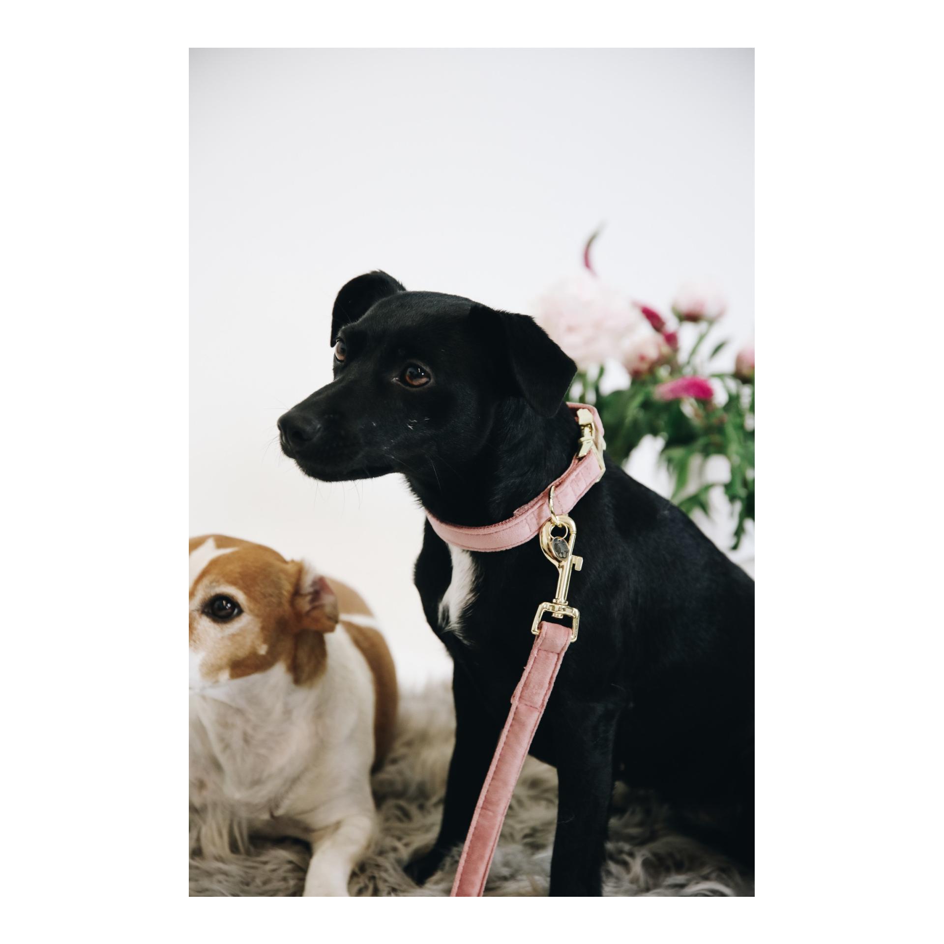 Kentucky Dogwear Hundehalsband velvet - old rose
