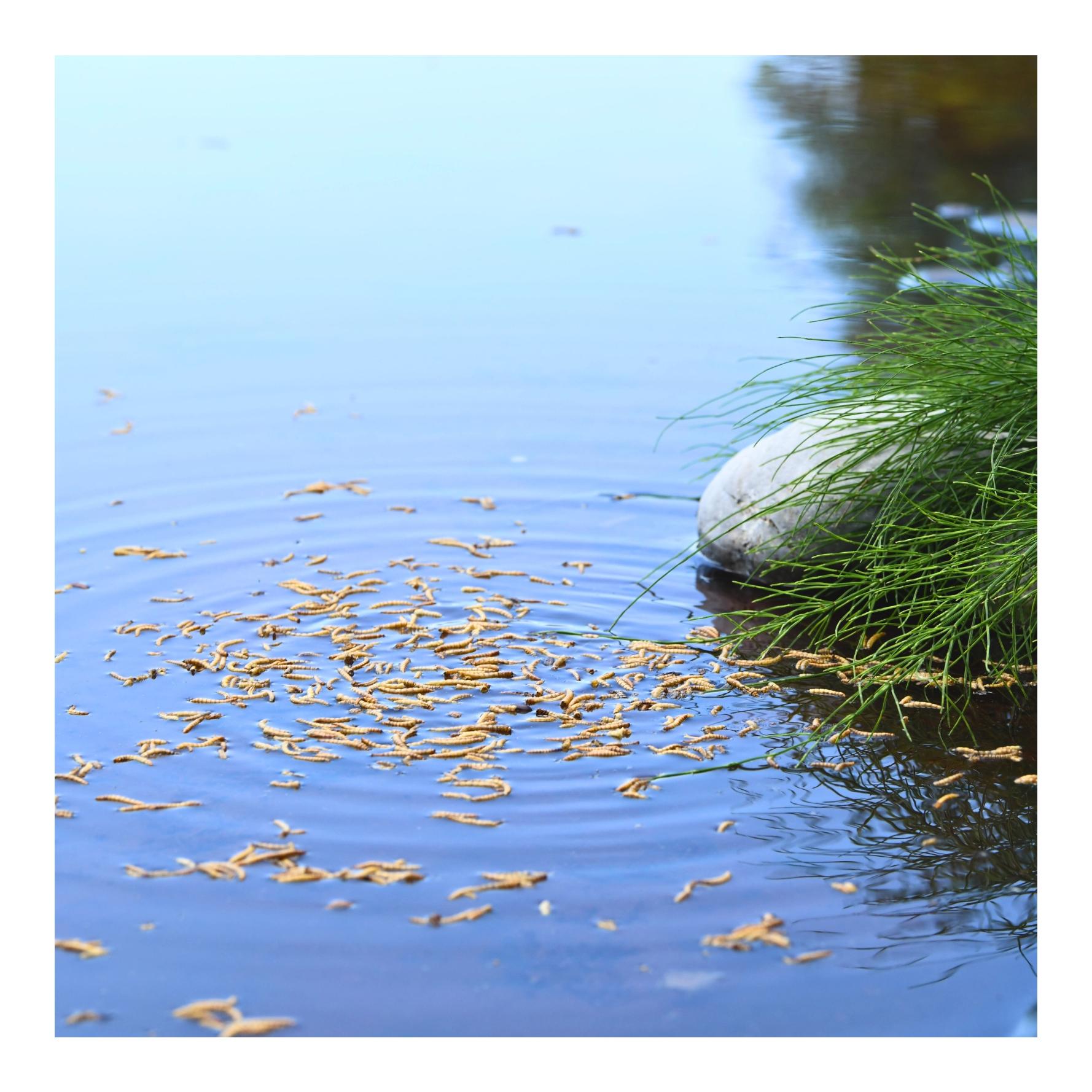 Mehlwürmer getrocknet