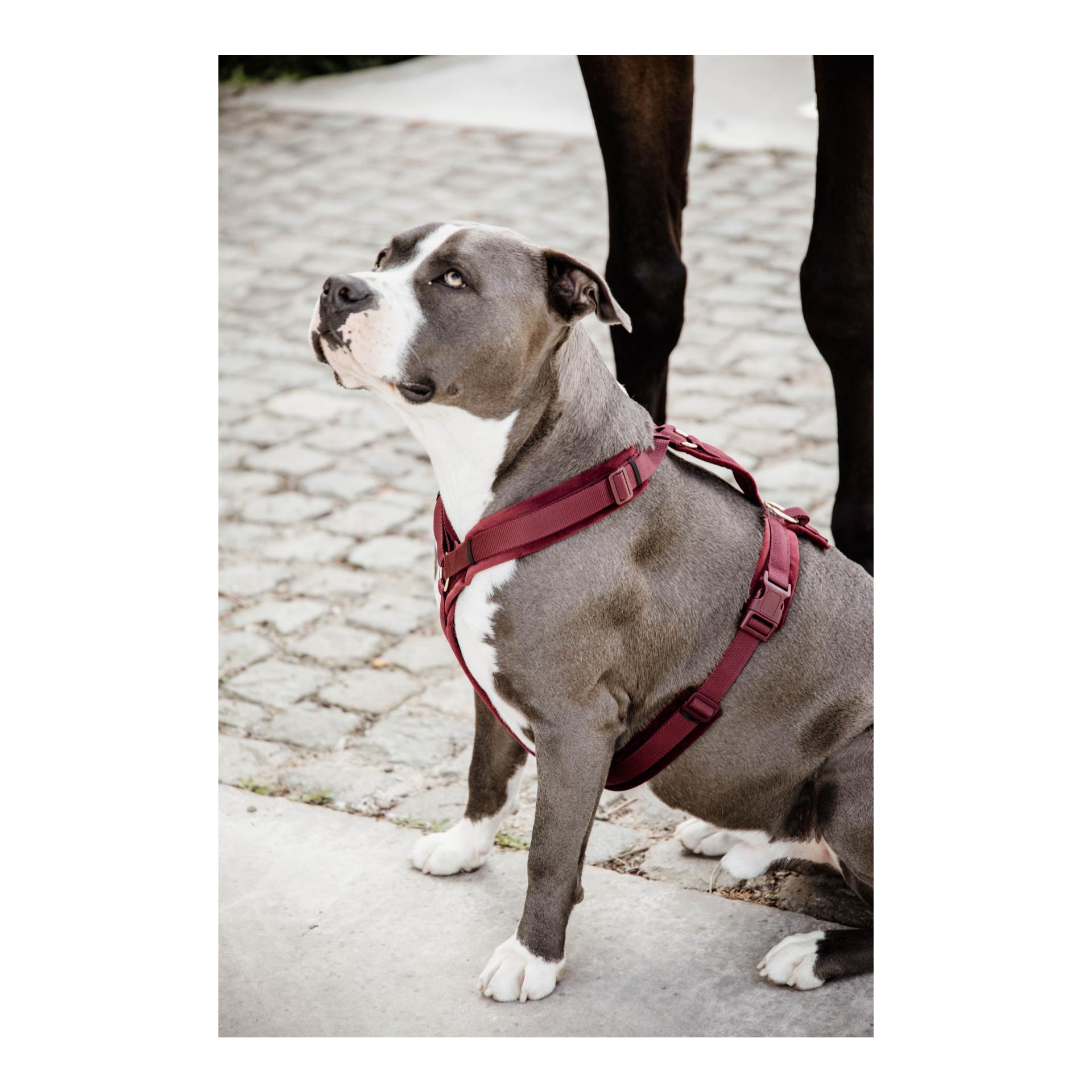 Hundegeschirr Active Velvet