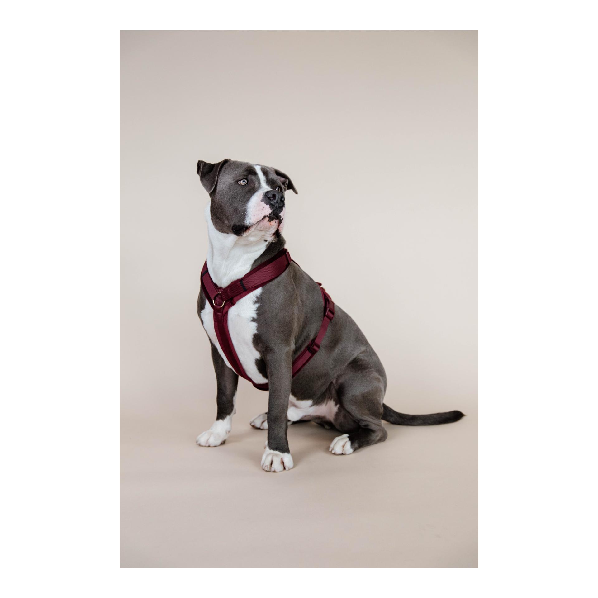 Hundegeschirr Active Velvet