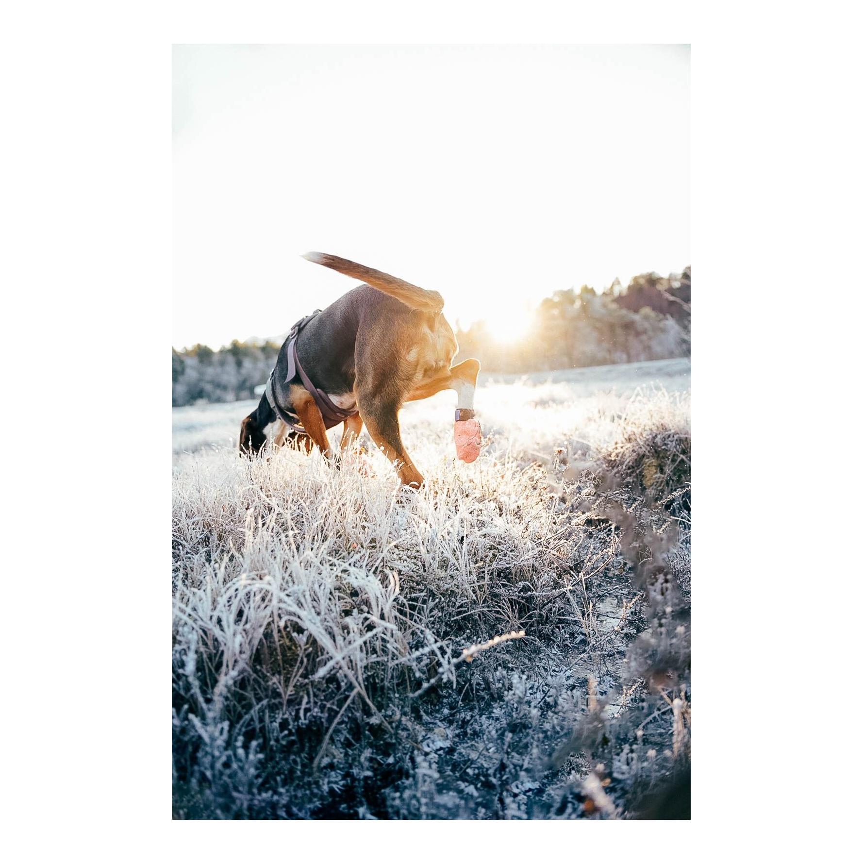 Non-stop Dogwear Protector Light Socks Hundeschuhe