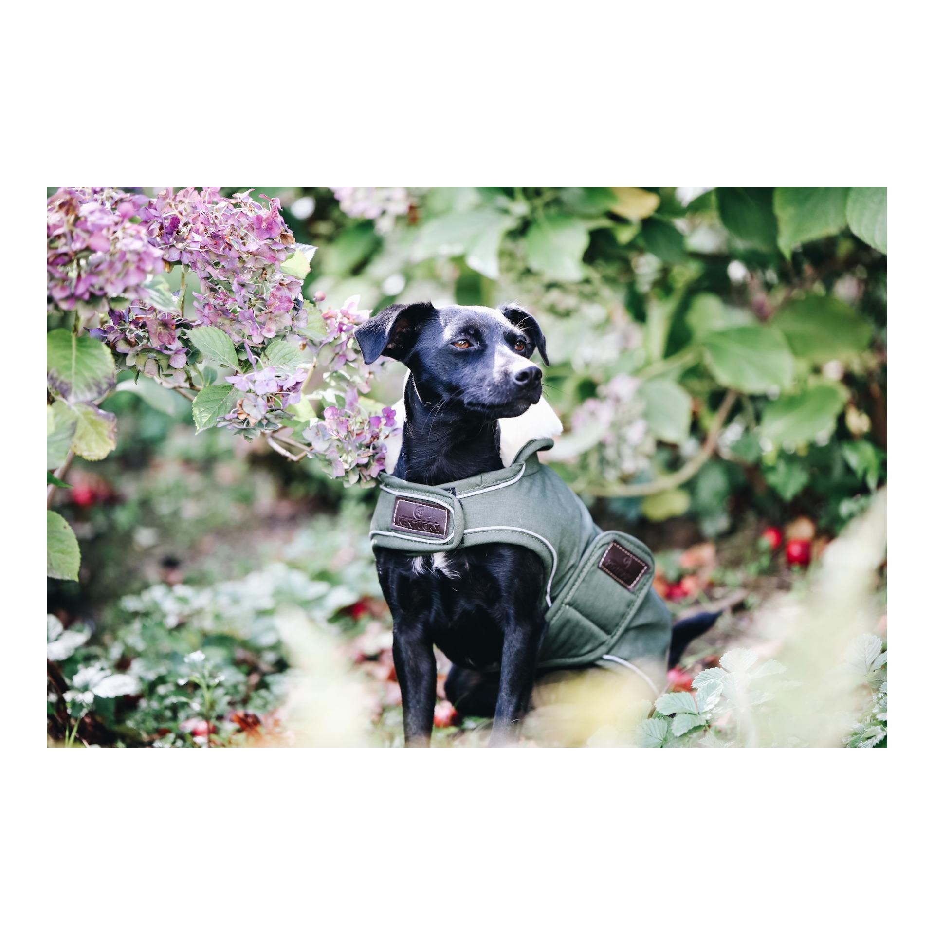 Kentucky Dogwear Manteau imperméable pour chien 300 g - vert olive