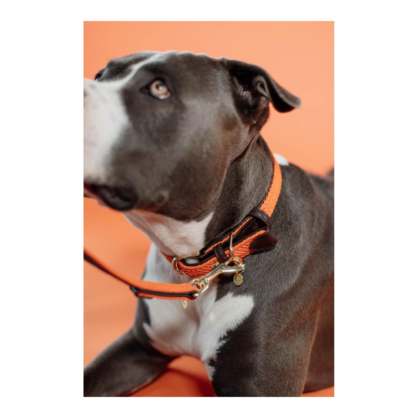 Kentucky Dogwear Hundehalsband Nylon geflochten