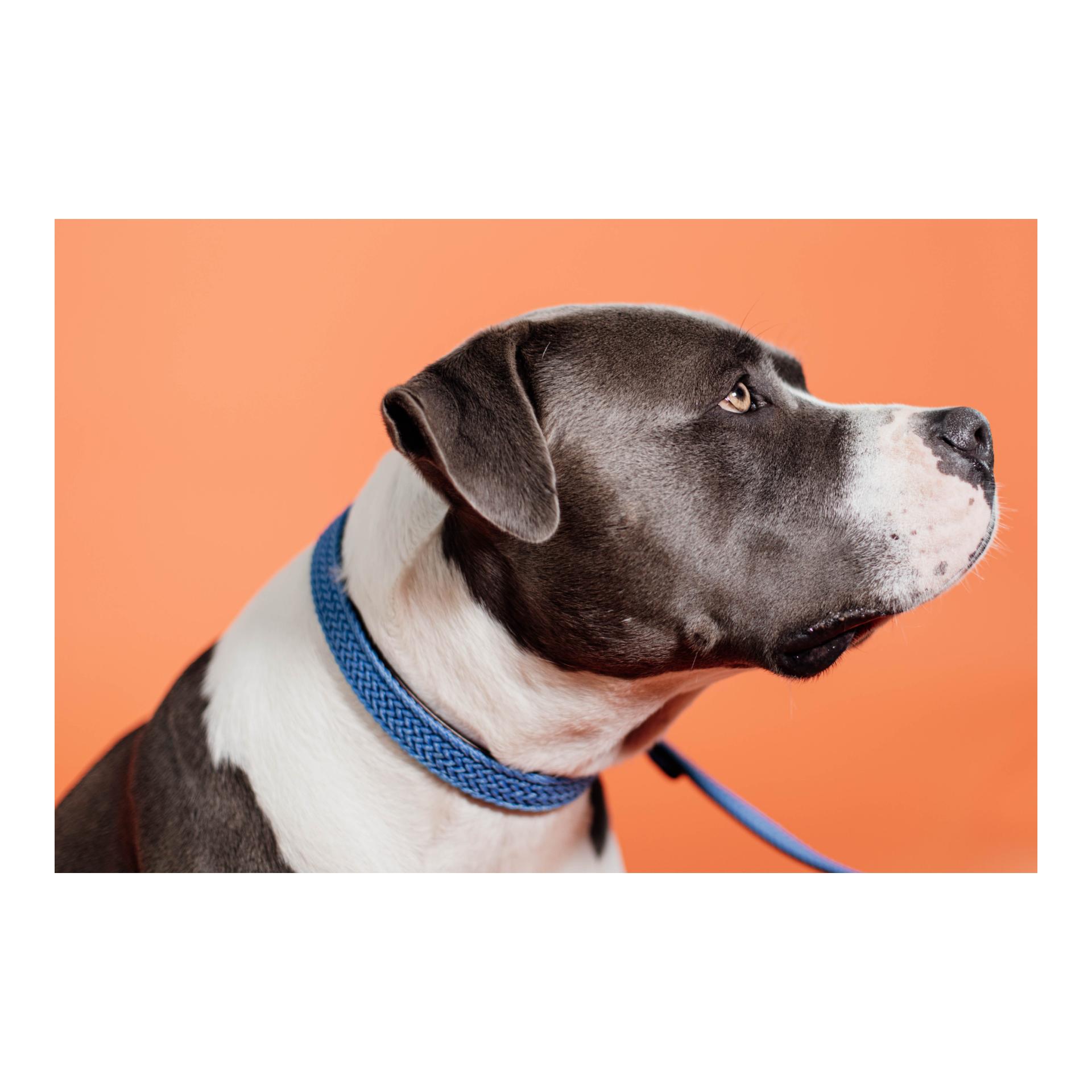 Kentucky Dogwear Hundehalsband Nylon geflochten