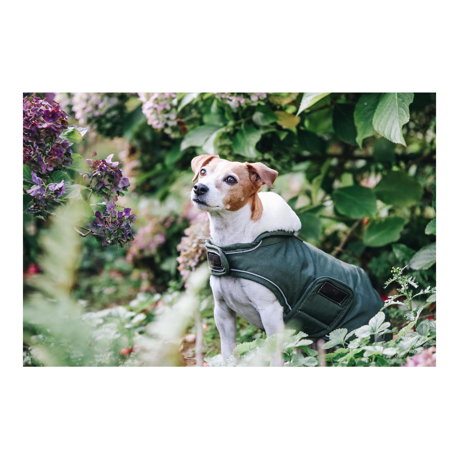 Kentucky Dogwear Manteau imperméable pour chien 300 g - vert olive