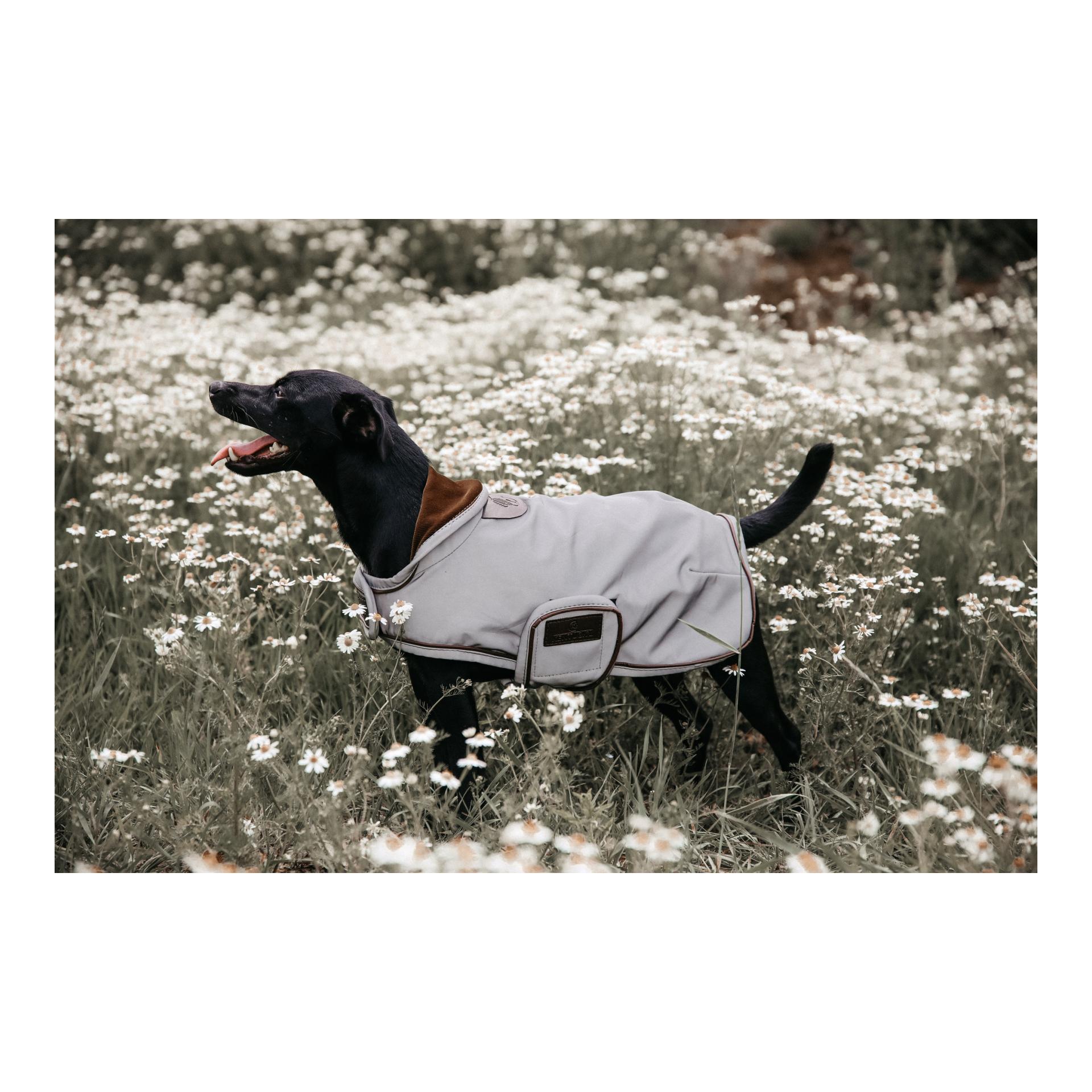 Hundemantel reflektierend & wasserabweisend