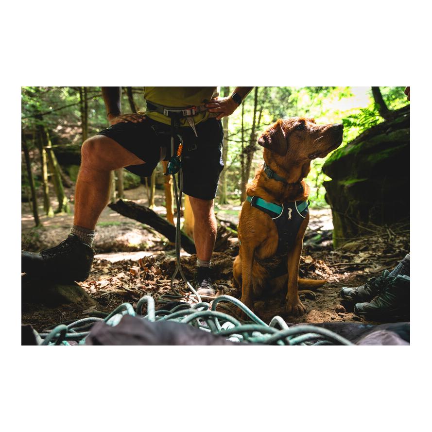 Flagline™ Hundegeschirr