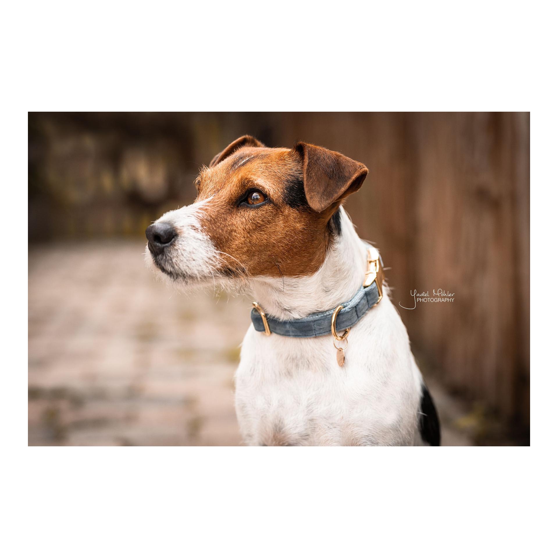 Kentucky Dogwear Hundehalsband Velvet - light blue