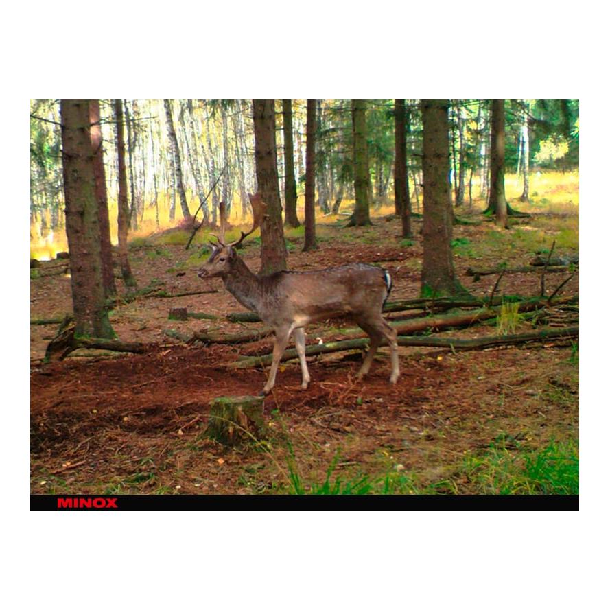 Caméra de chasse DTC 395 Camouflage