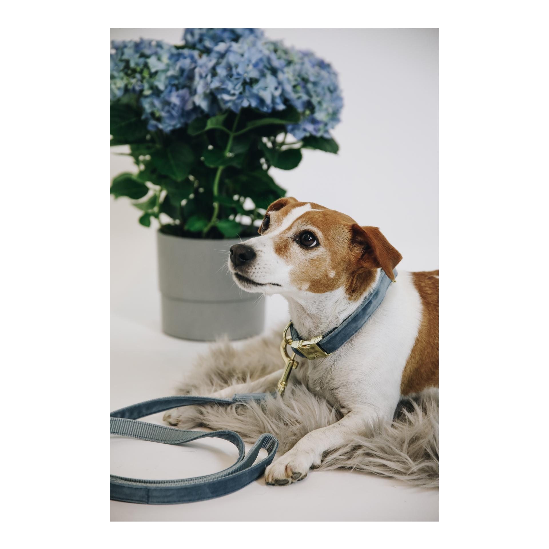 Kentucky Dogwear Hundehalsband Velvet - light blue