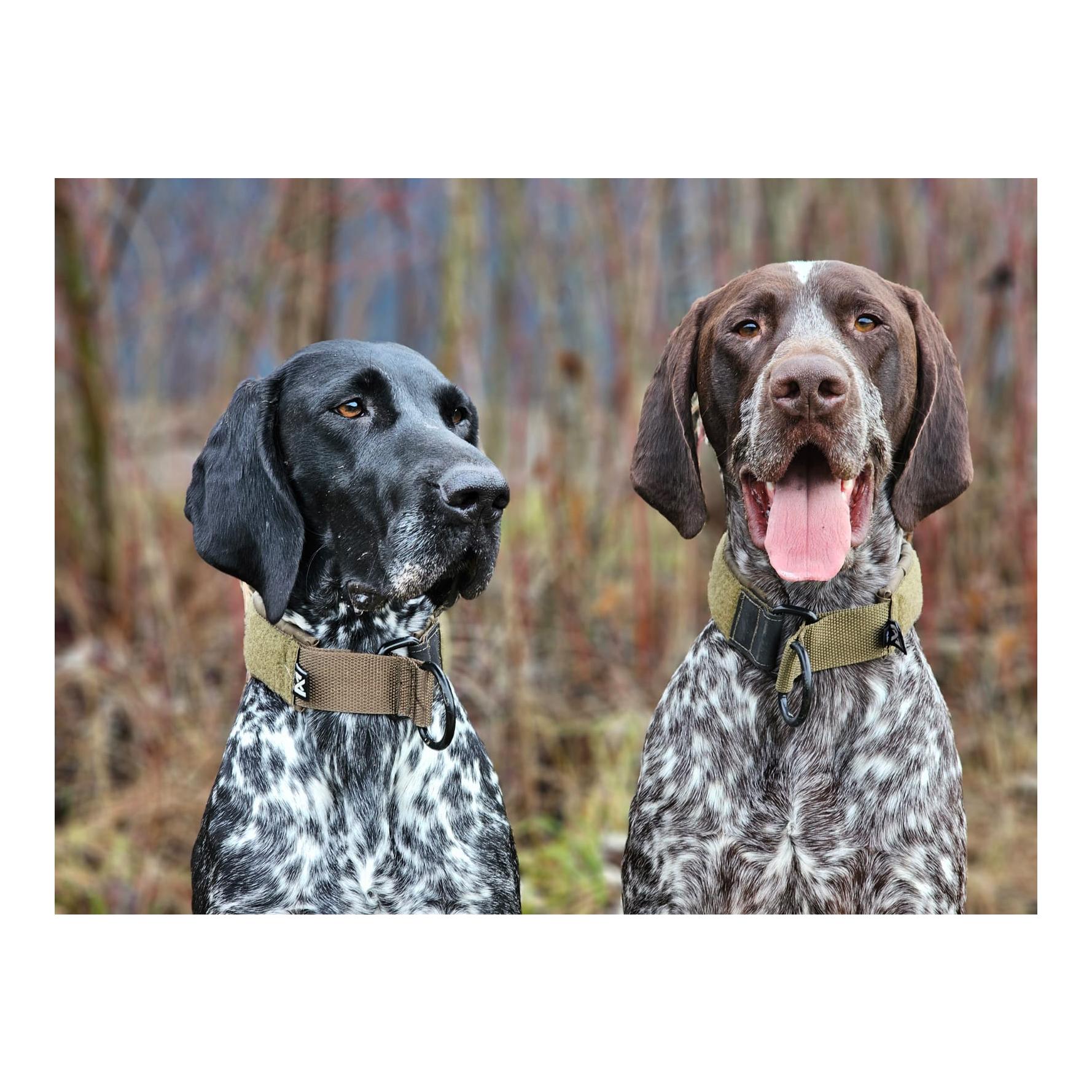 Non-stop Dogwear Hundehalsband Solid Collar Working Dog