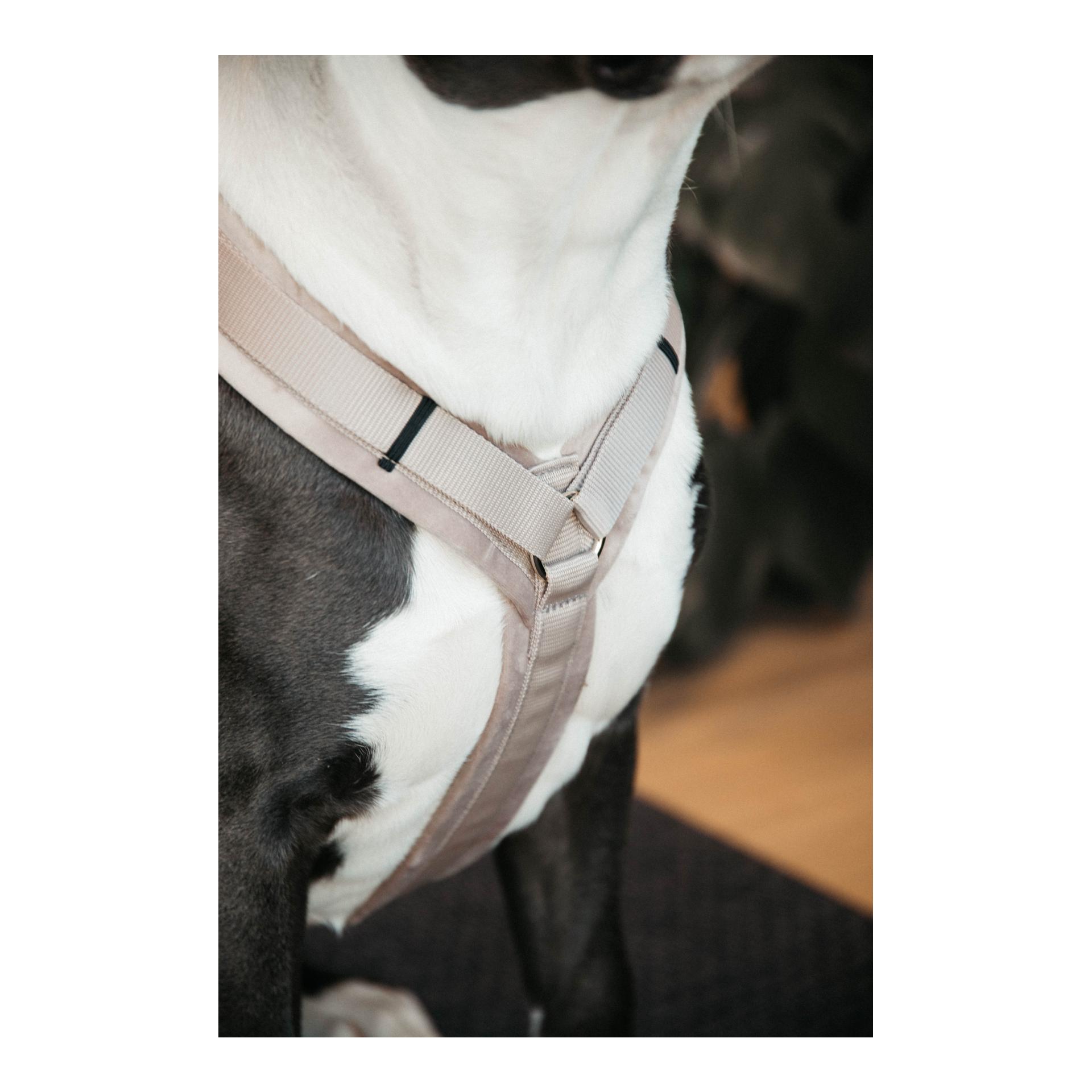 Hundegeschirr Active Velvet