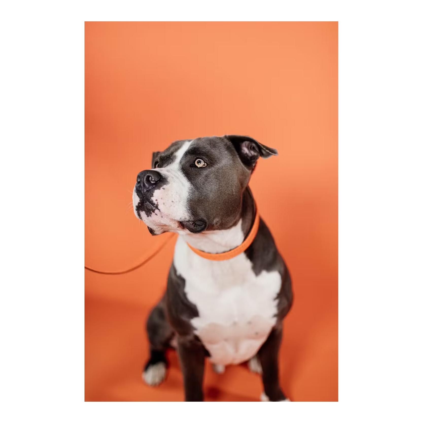 Kentucky Dogwear Hundehalsband Nylon geflochten