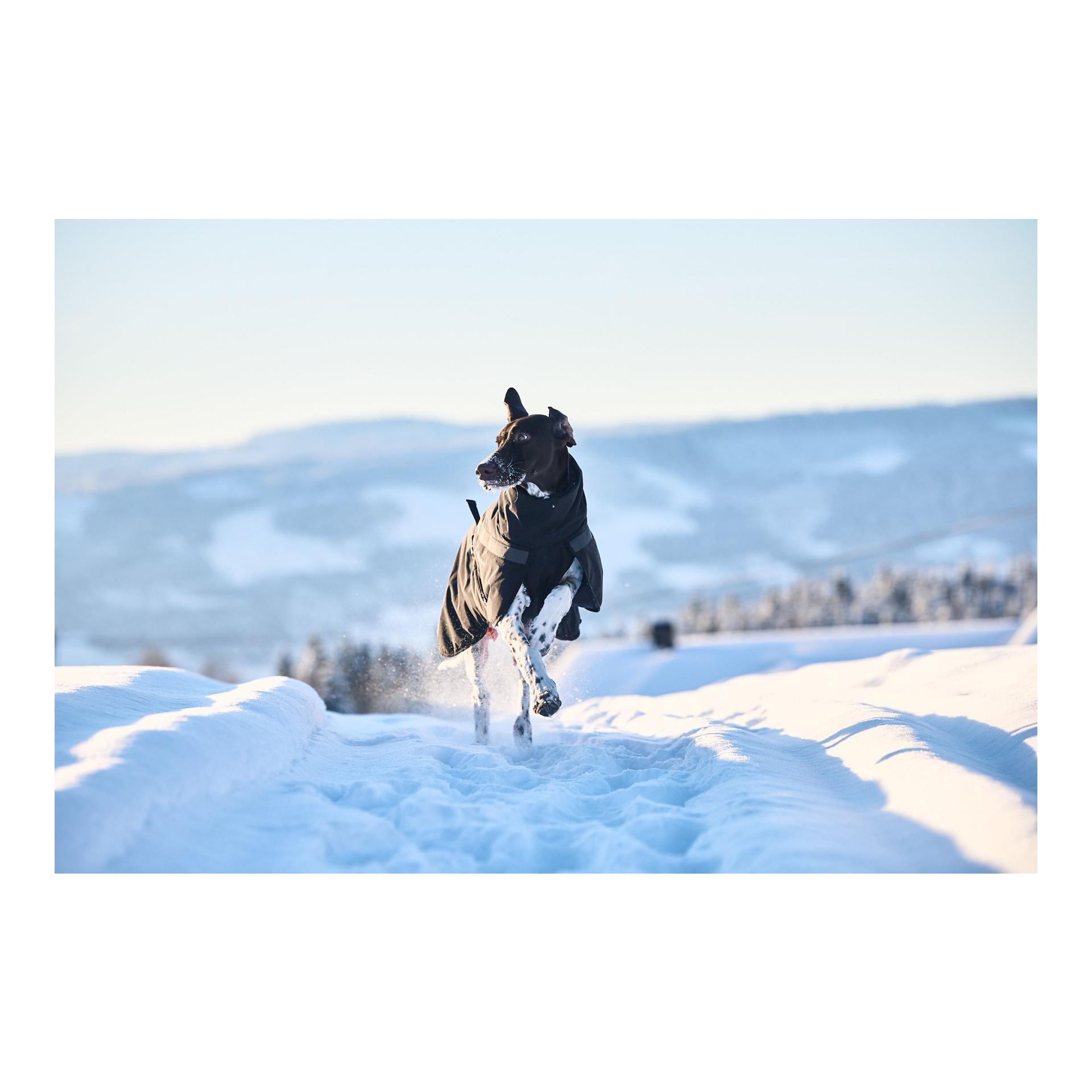 Hundemantel Trekking Insulated Dog Jacket