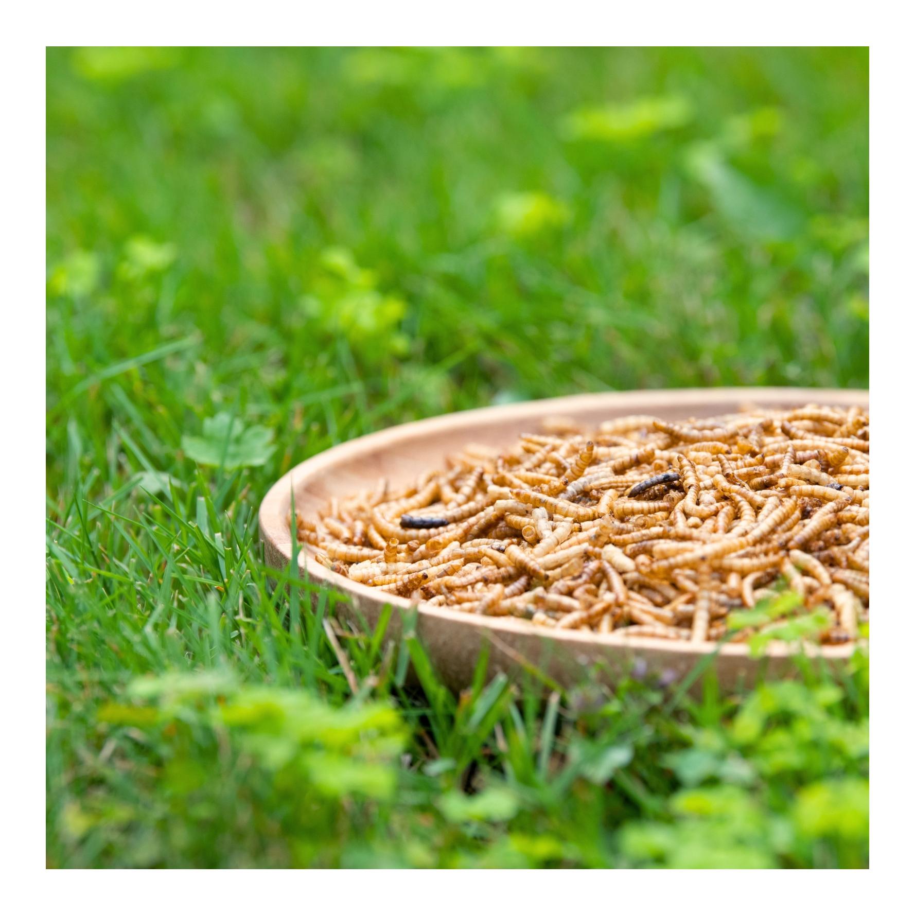 Mehlwürmer getrocknet