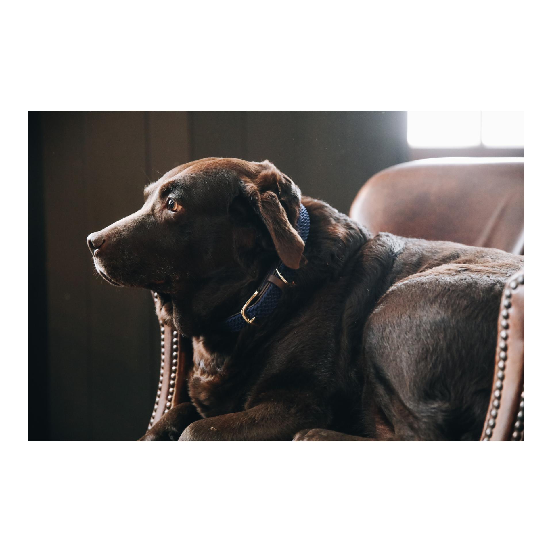 Kentucky Dogwear Hundehalsband Nylon geflochten