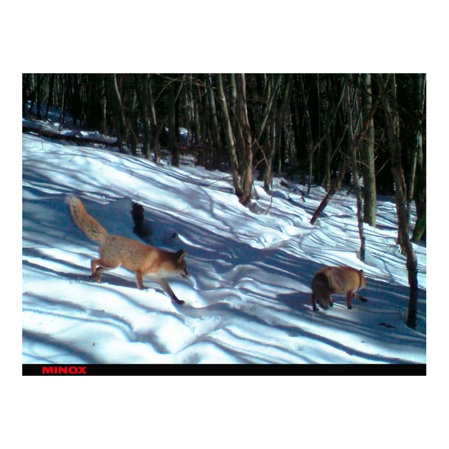 Caméra de chasse DTC 395 Camouflage