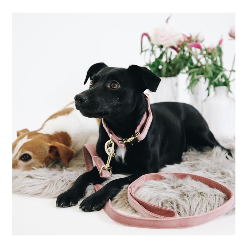 Kentucky Dogwear Hundehalsband velvet - old rose