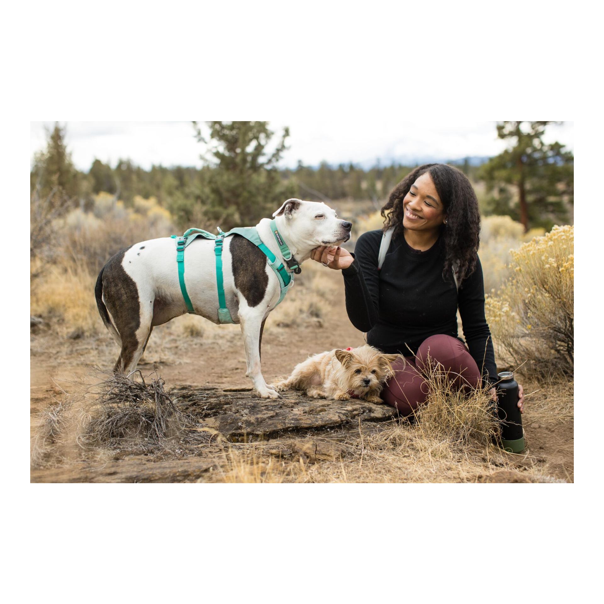 Flagline™ Hundegeschirr