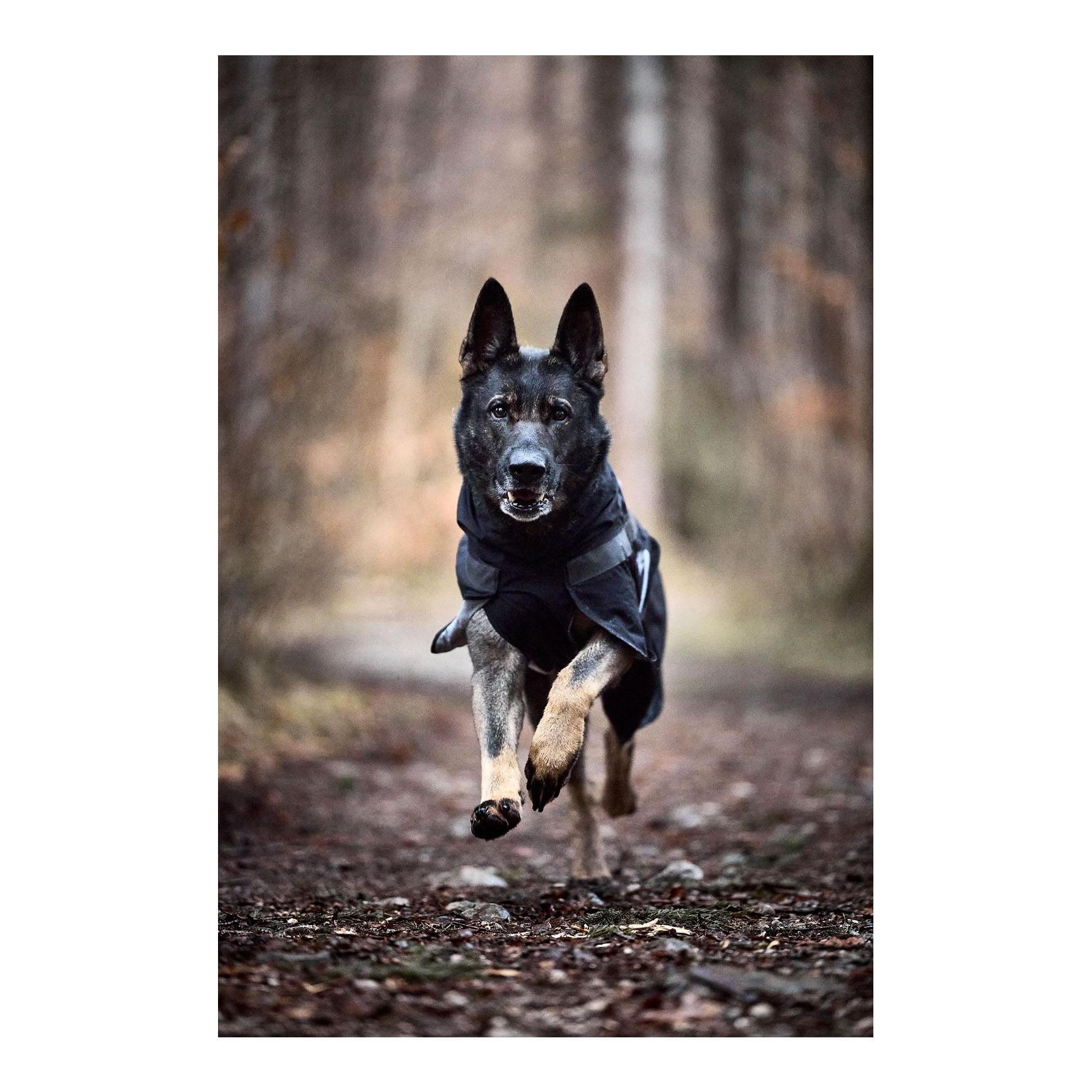 Hunderegenmantel Trekking Dog Raincoat   