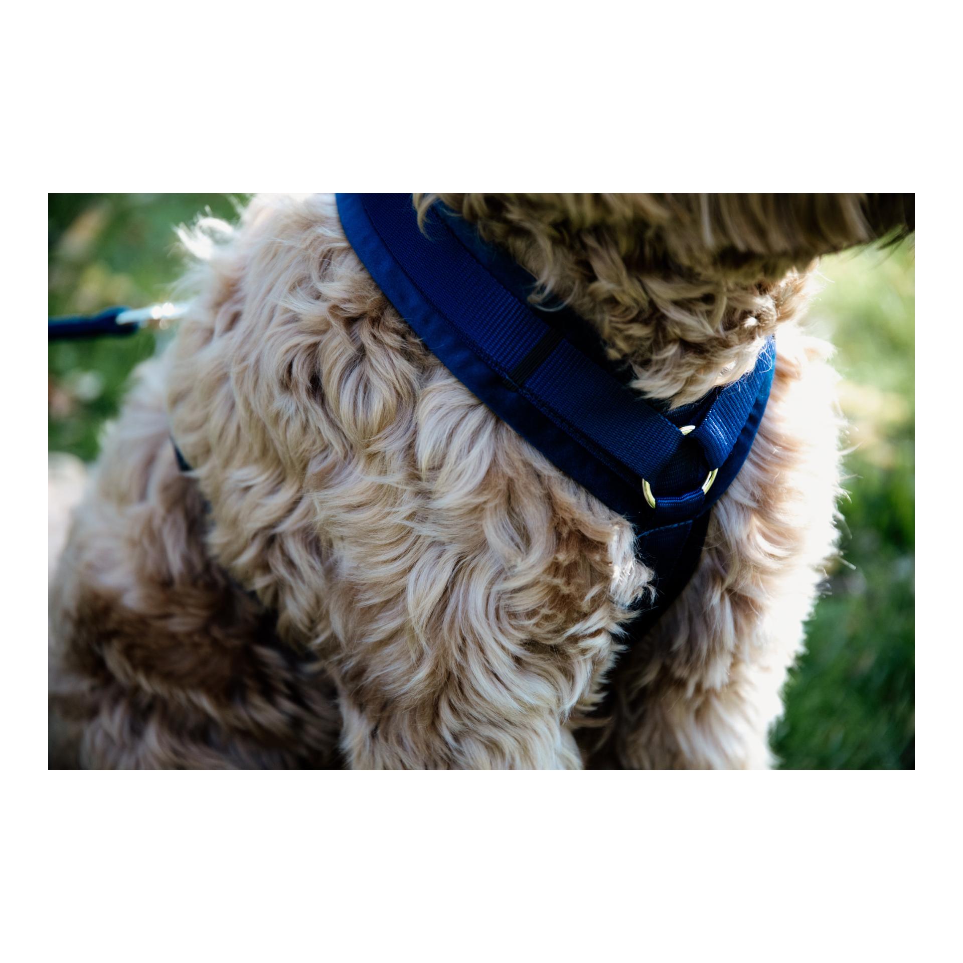 Hundegeschirr Active Velvet