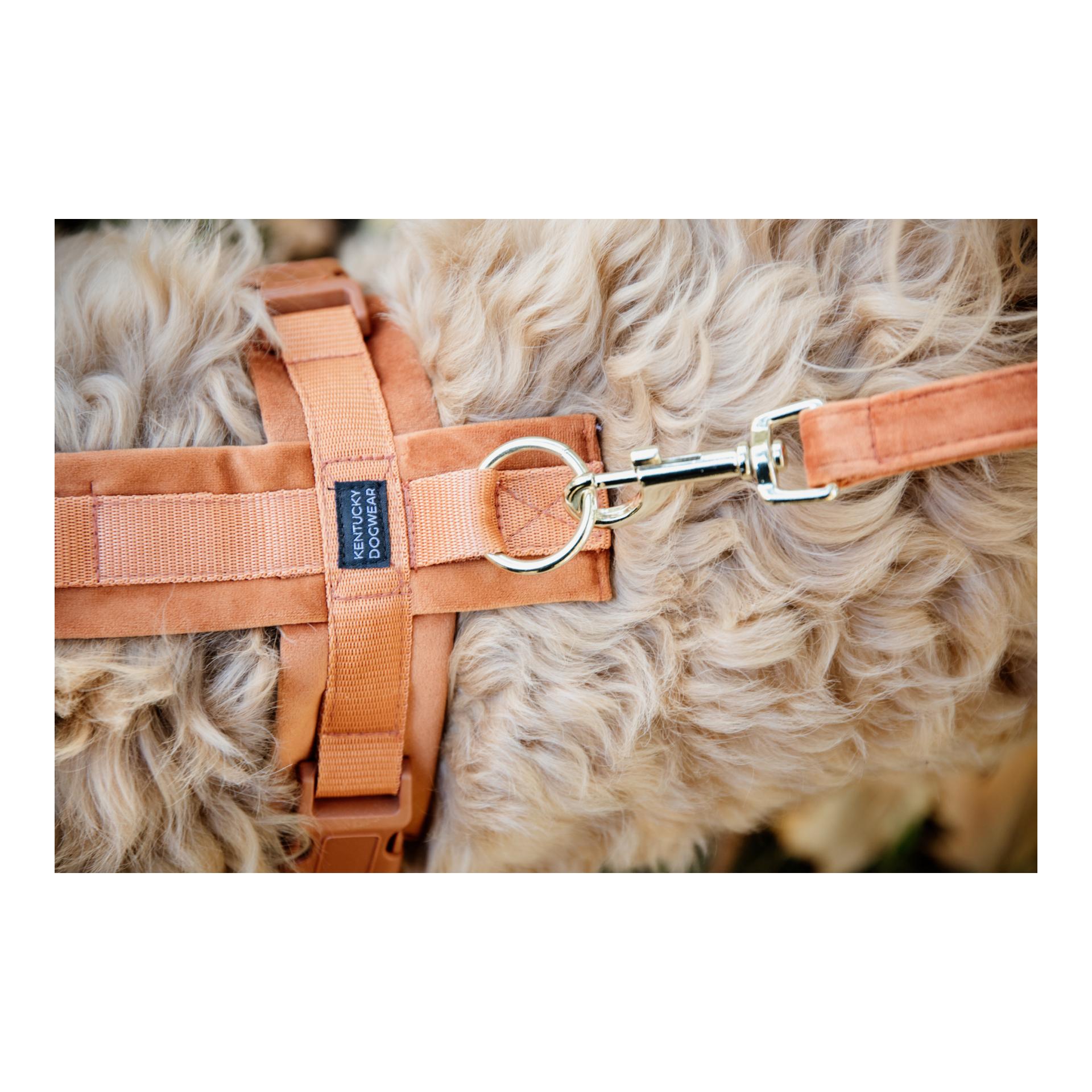 Hundegeschirr Active Velvet