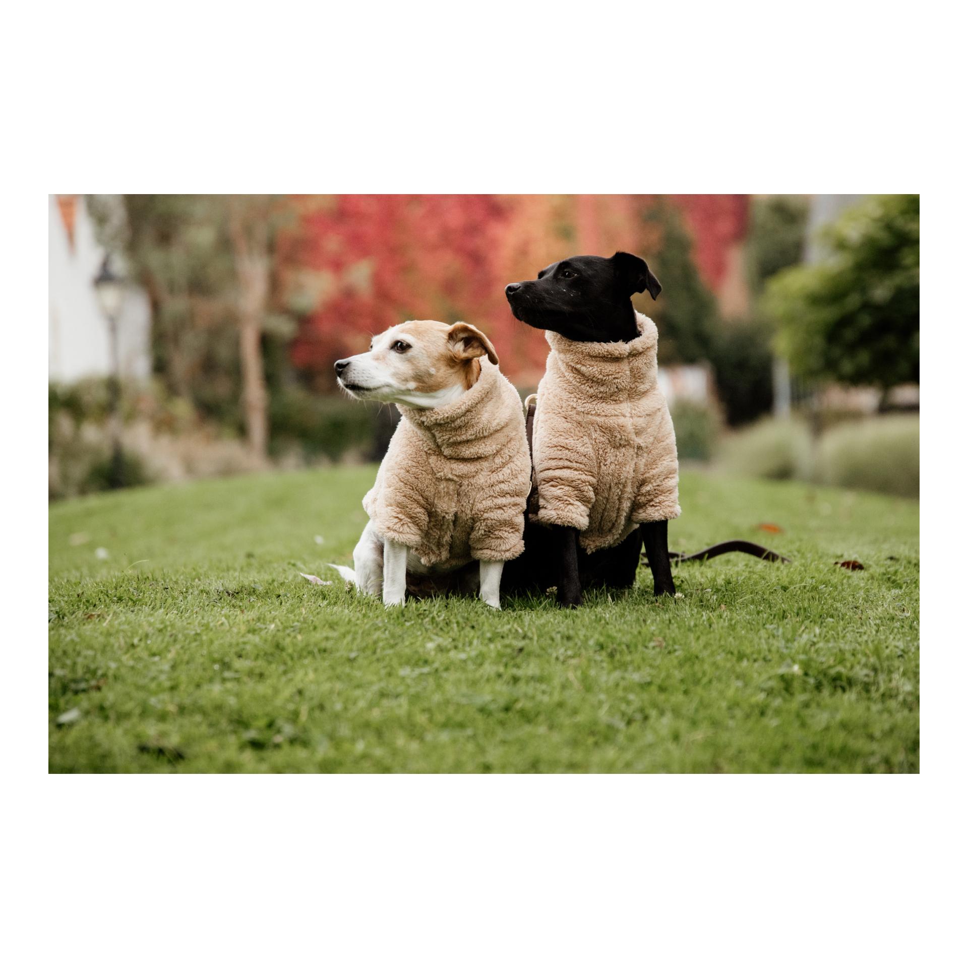 Pullover pour chien Teddy Fleece - beige 