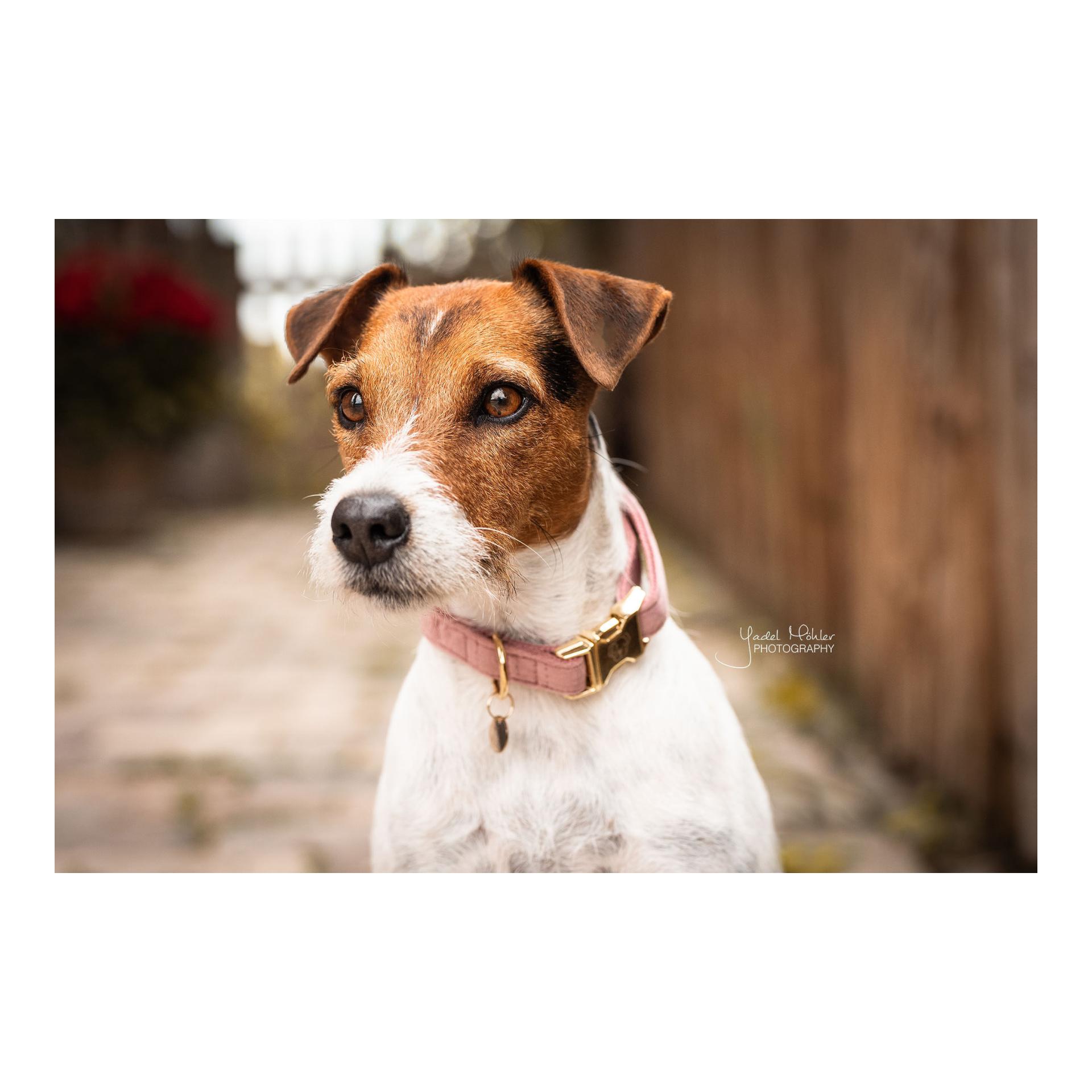 Kentucky Dogwear Hundehalsband velvet - old rose