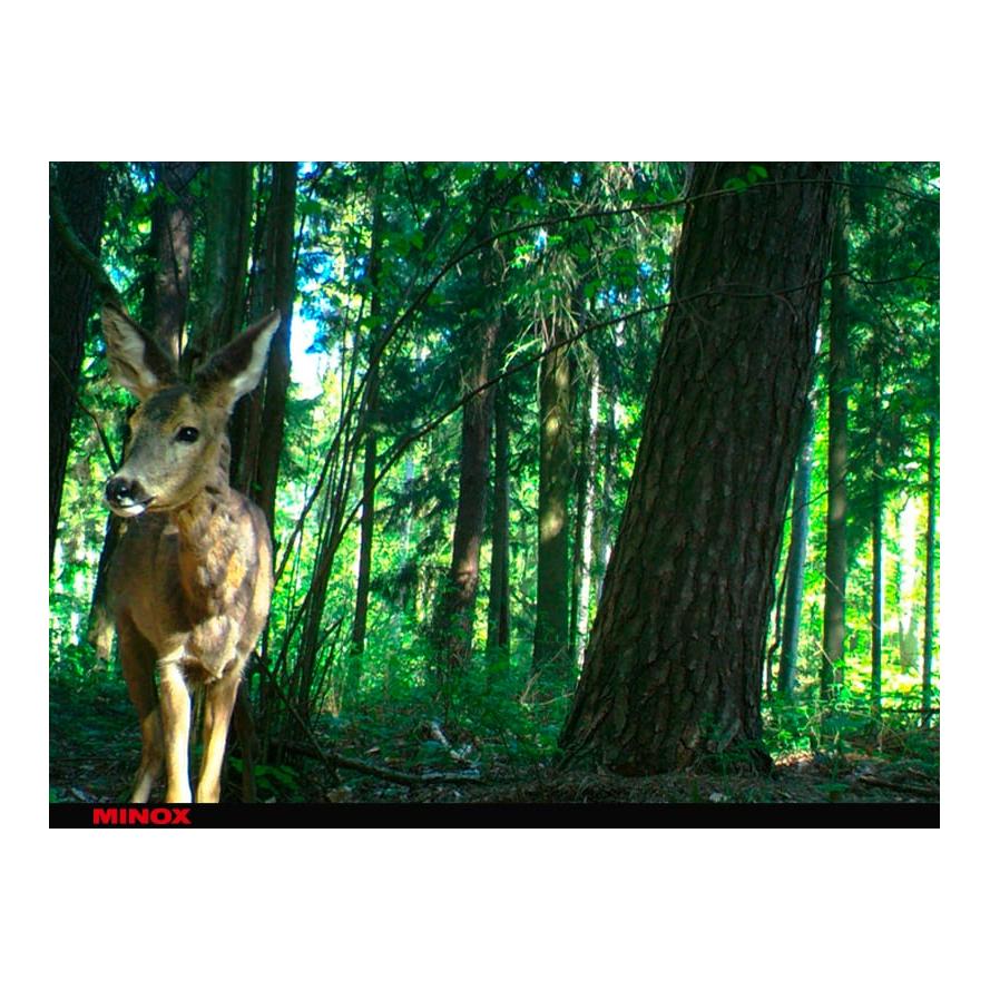 Caméra de chasse DTC 395 Camouflage