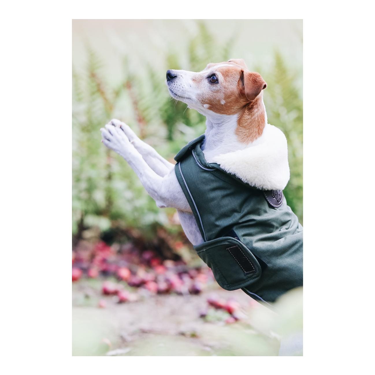 Kentucky Dogwear Manteau imperméable pour chien 300 g - vert olive