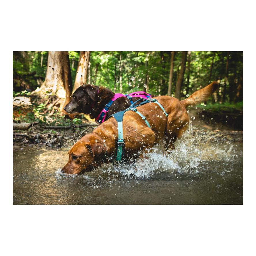 Flagline™ Hundegeschirr
