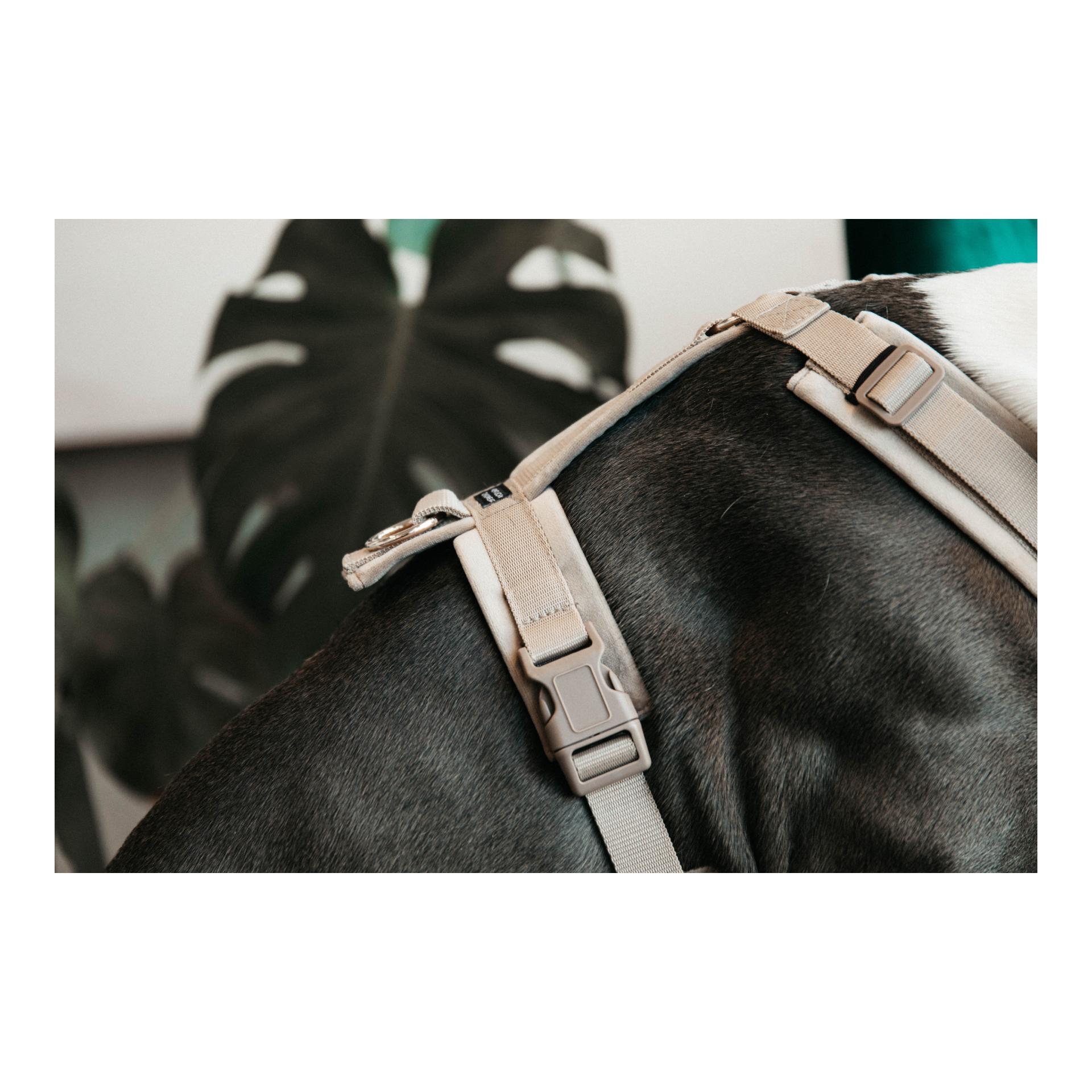 Hundegeschirr Active Velvet